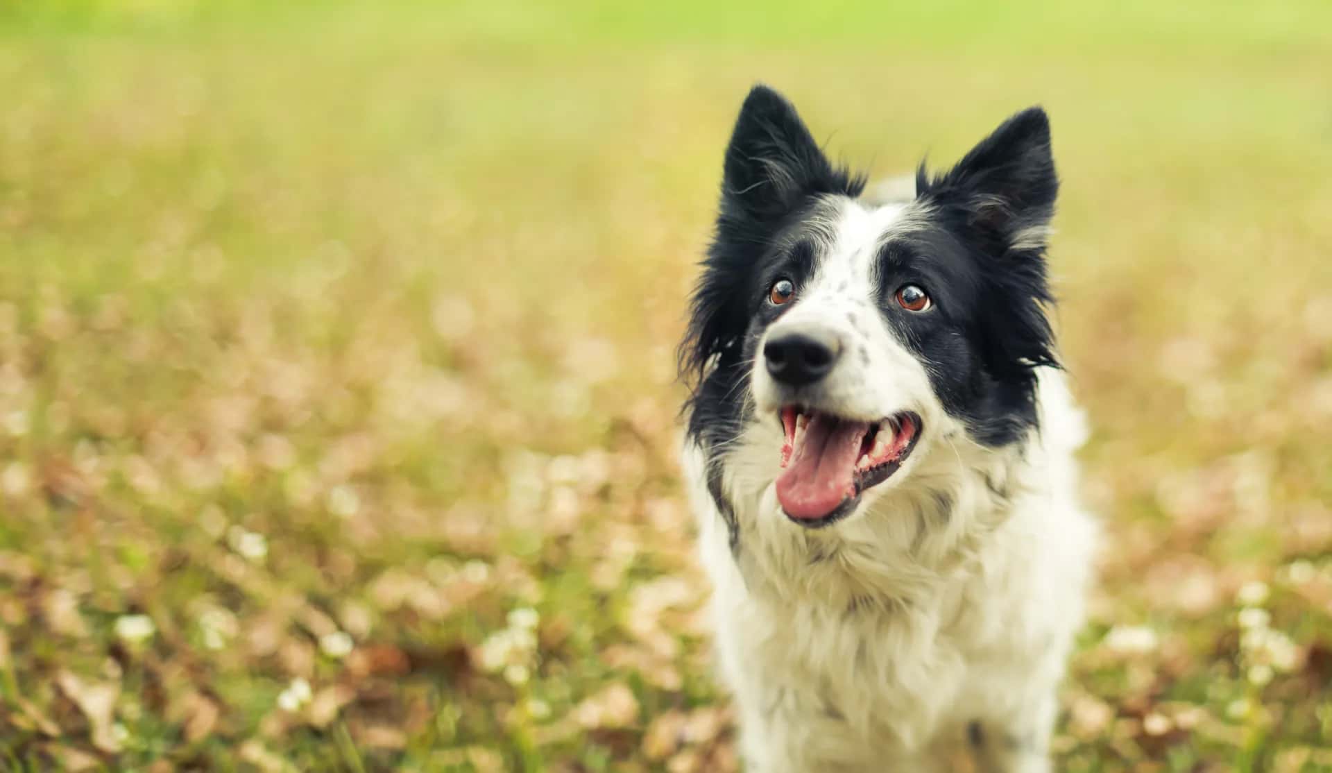 Black and white Border Collie smiling in a sunny field