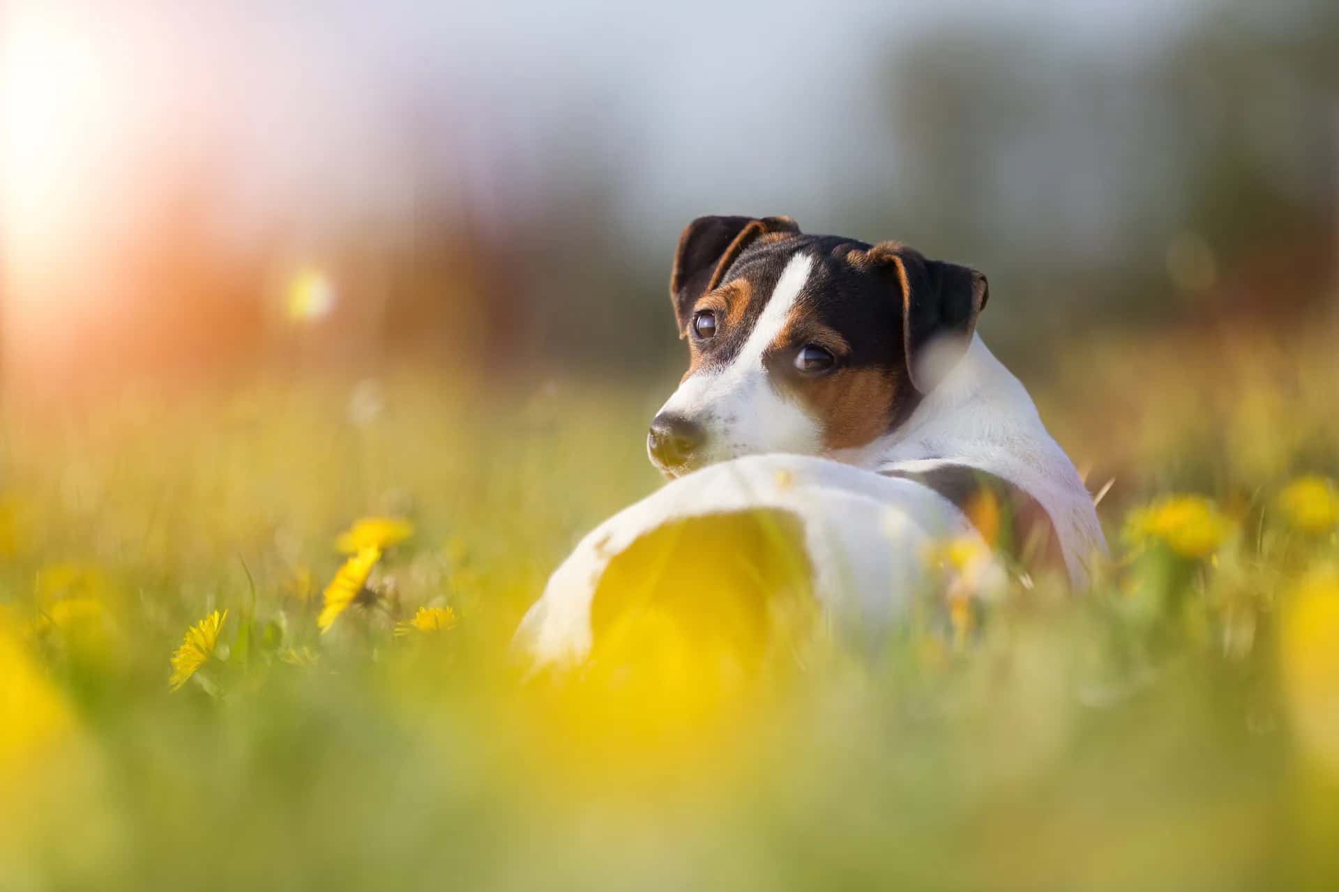 Jack Russell terrier lying in a meadow of dandelions beside a ball