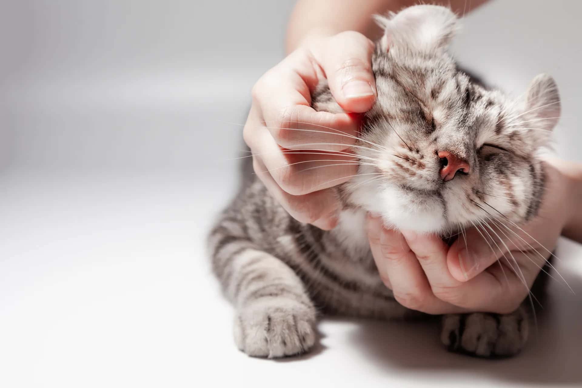 Grey tabby cat with its eyes closed, enjoying a chin scratch