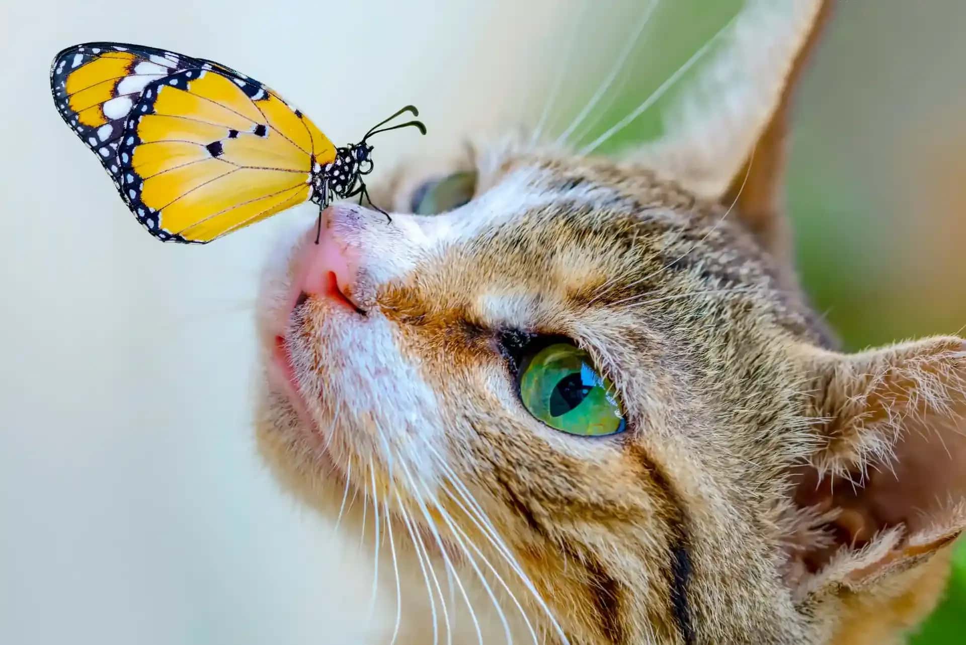 Gentle home pet euthanasia for a cat in South Wales, Cartref Home Pet Care