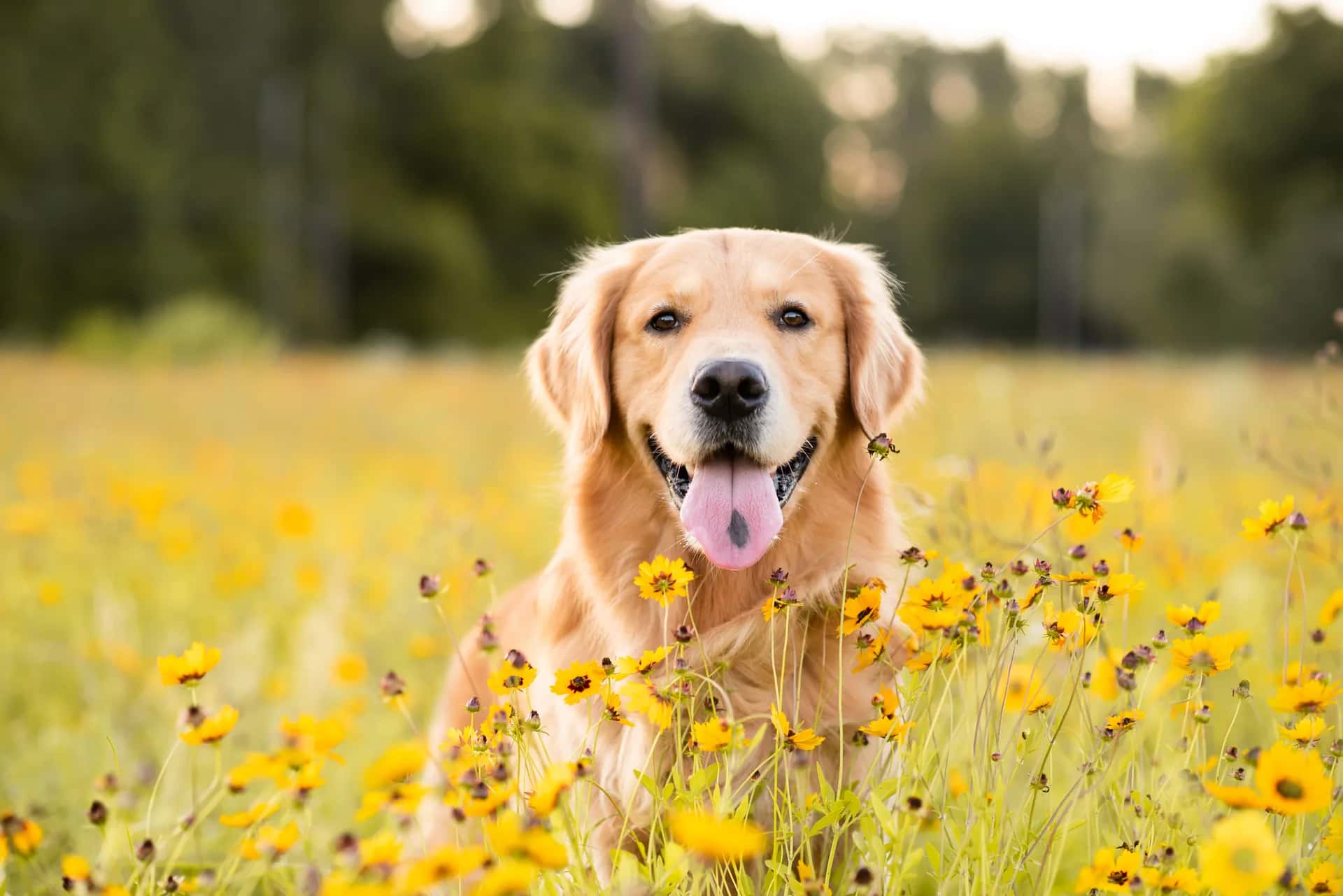 Contented golden retriever resting at home with its family