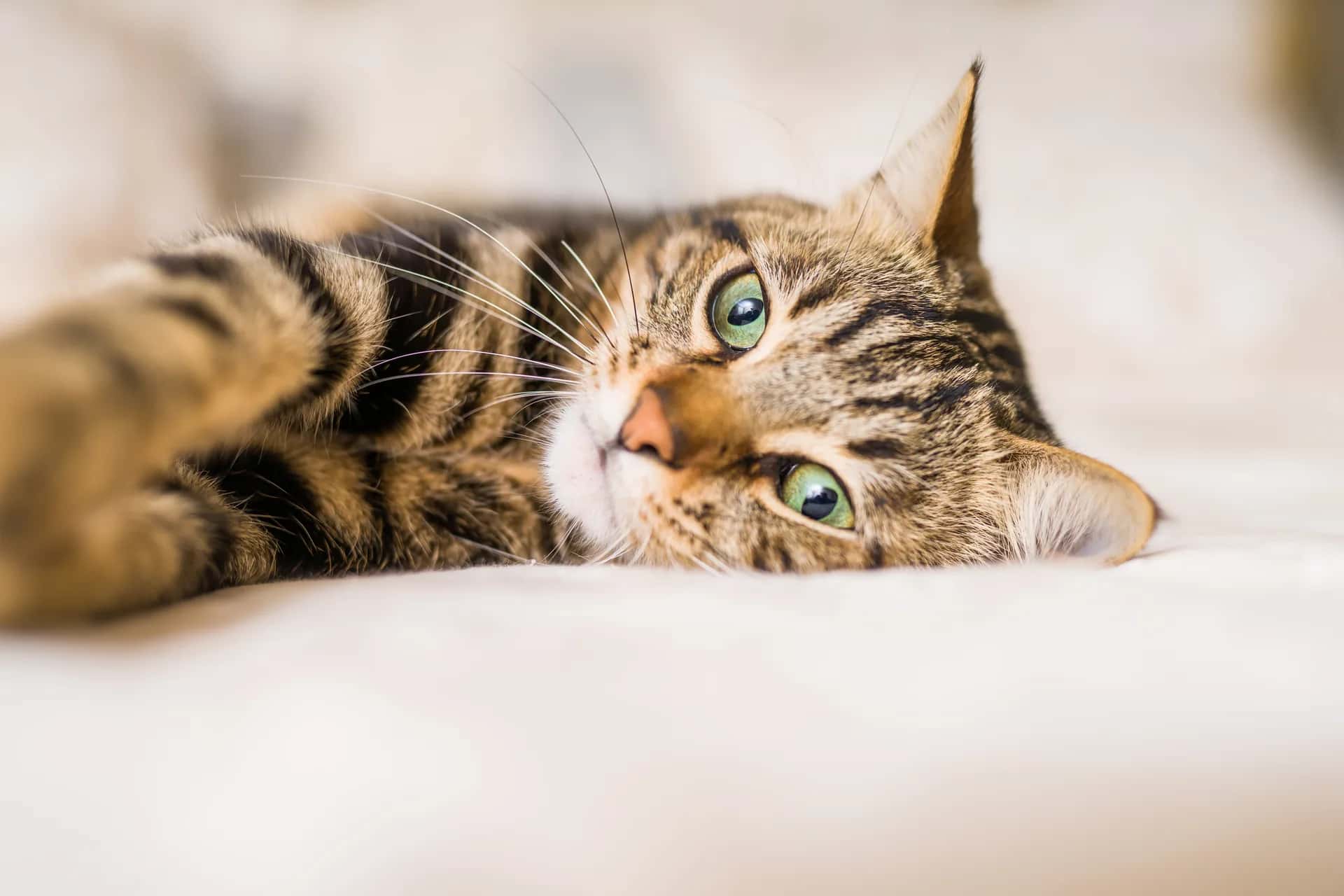 Elderly cat resting peacefully on a soft blanket at home