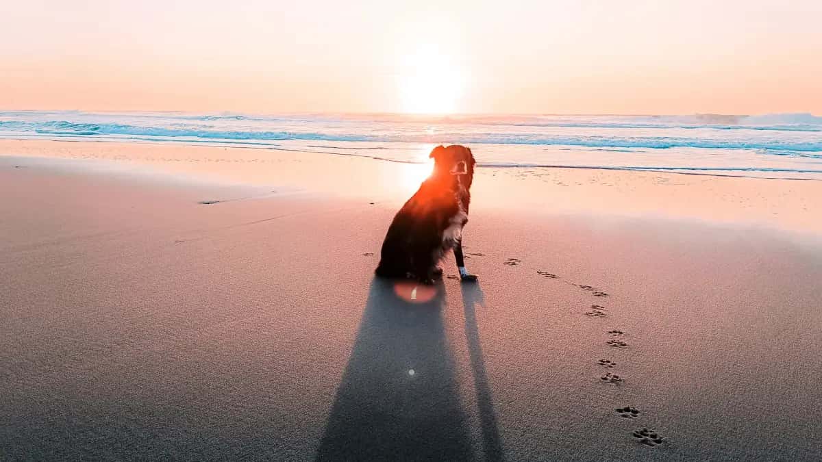 Dog resting peacefully at sunset, a gentle reminder of a loved companion