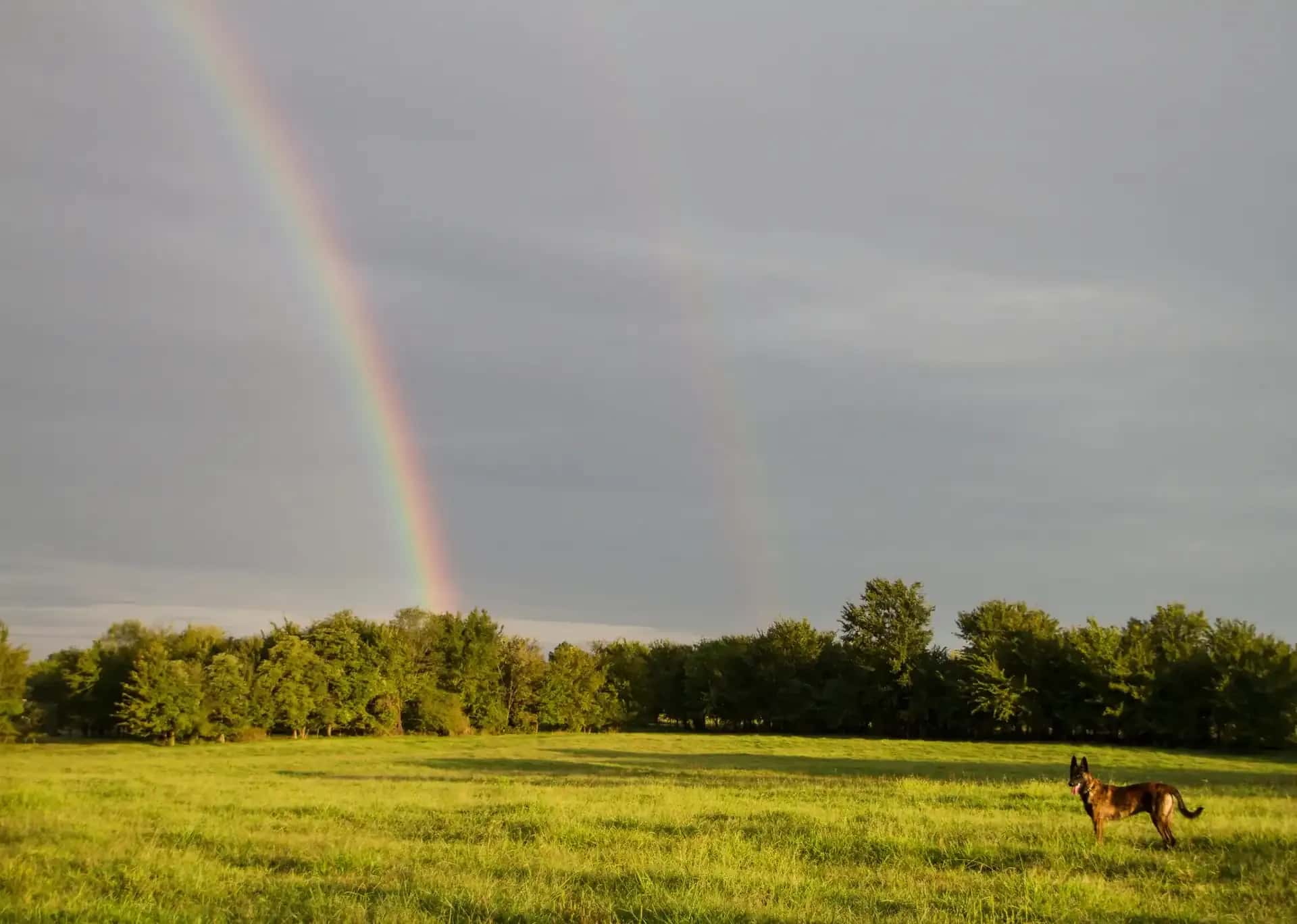 Peaceful memorial for a much-loved dog at sunset